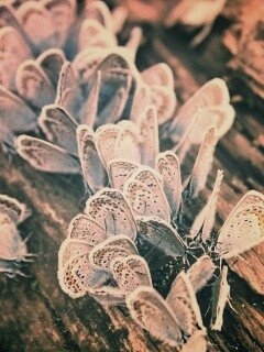 Голубые бабочки обои