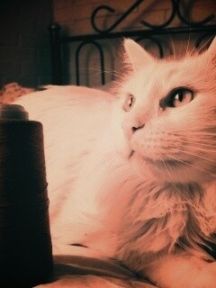 Белый кот с катушкой ниток обои