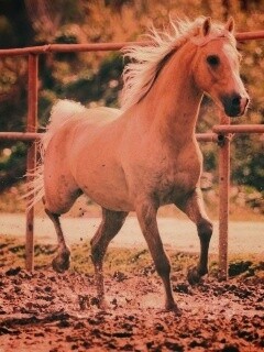 Молодая лошадь в загоне обои