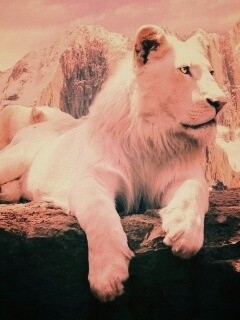 Белый лев обои