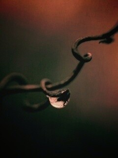 Одинокая капля обои