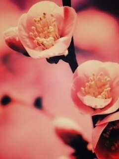 Великолепный цветок обои