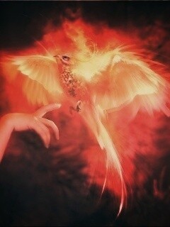 Феникс обои