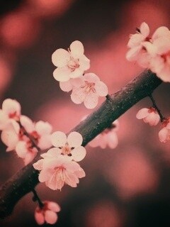 Ветка сакуры обои