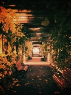 Узкая аллейка обои