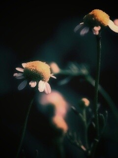 Стремный лепестун обои