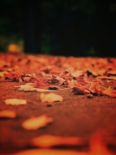 Дорога в листьях  обои