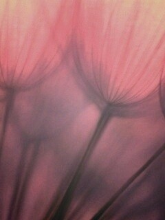 Рисунок одуванчика обои