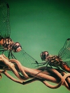 Две стрекозы обои