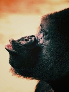 Горилла корчит рожи обои