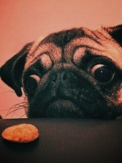 Собака нашла печеньку обои