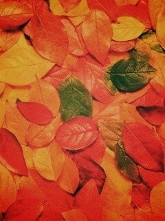 Цветной ковёр из листьев обои