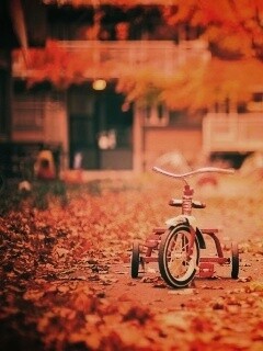 Трёхколёсный друг на осенней дорожке обои