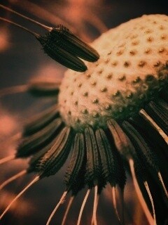 Лысеющий одуванчик обои