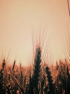 Колосья в поле обои