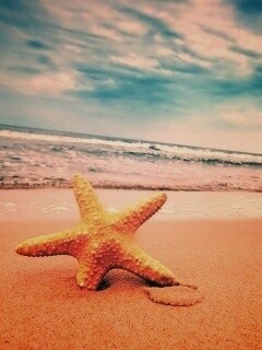Морская звезда в песке обои