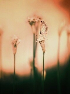 Бабочка на цветке обои