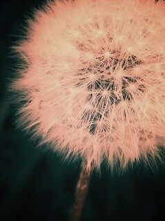 Одуванчик обои