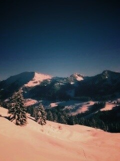 Лес в горах обои