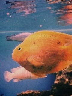 Жёлтая рыбка обои