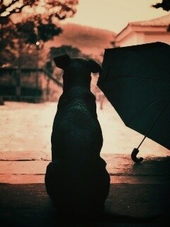 Собака и зонтик обои