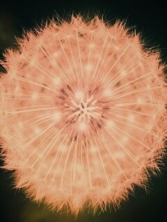 Макро фотография одуванчика обои