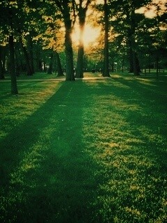 Лучи солнца сквозь листву деревьев обои