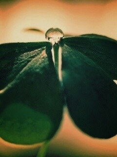 Зеленые листики и капелька воды обои