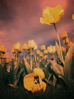 Жёлтые тюльпаны обои