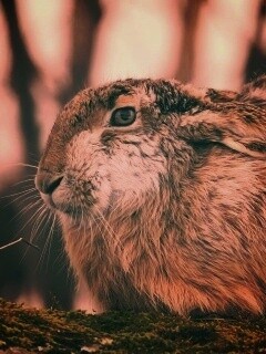 Нахохлившийся заяц-русак обои