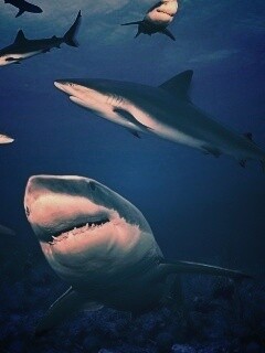 Стая акул обои