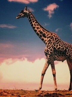 Жираф на прогулке обои