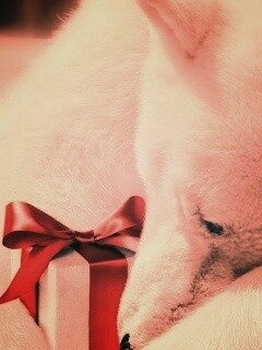 Белый мишка с подарком обои