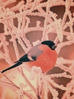 Снегирь на ветке обои