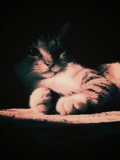 Котик в тени обои