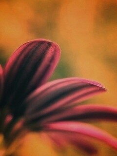 Макро фото цветка обои