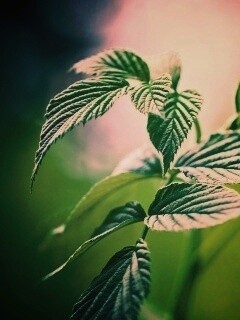 Листья малины обои