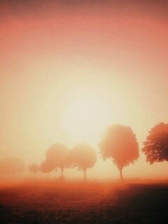 Деревья в поле обои