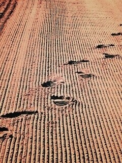 Следы на песке обои