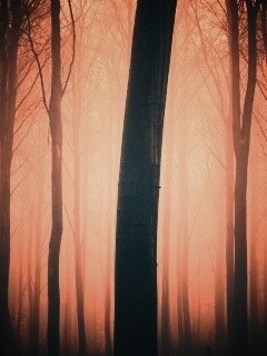 Туман в лесу обои