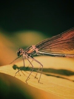 Стрекоза на листе обои