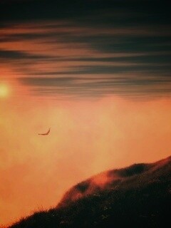 Птица парит над туманом обои