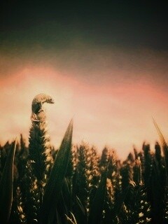 Маленький хамелеон на травинке обои