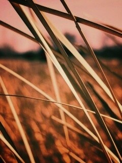 Желтая трава обои