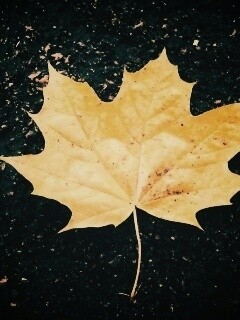 Желтый лист обои