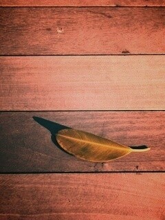 Лист на деревянном полу обои