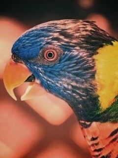 Красноглазйы попугай обои