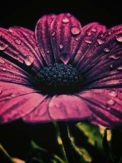 Мокрый от росы фиолетовый цветок обои