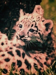 Котенок большой дикой кошки обои