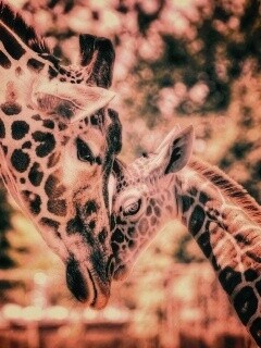 Жирафа и жирафёнок обои